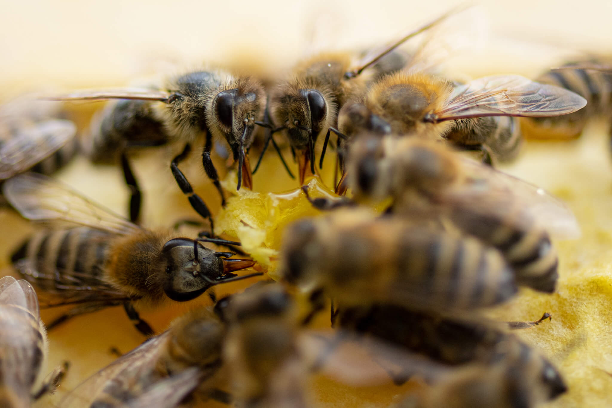 Abeilles mangeant du miel